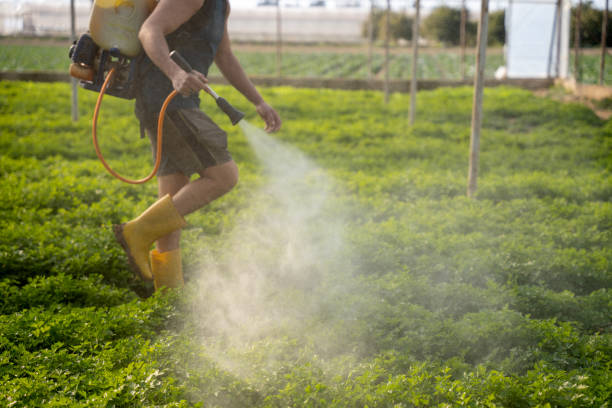 Best Pest Control Near Me in Bellflower, CA