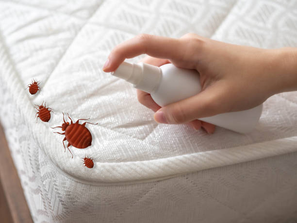 Best Best Pest Control Near Me  in Bellflower, CA