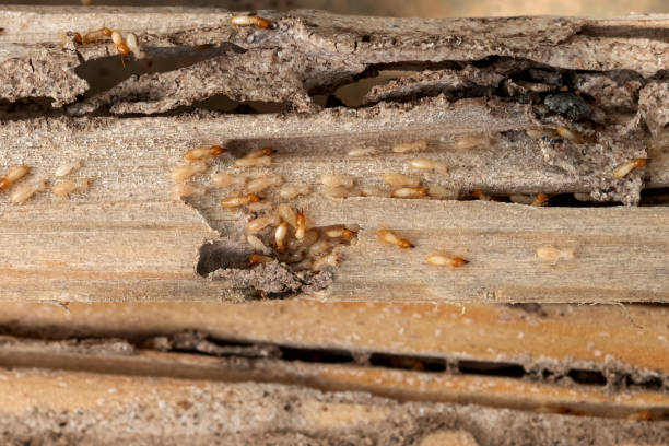 Best Pest Prevention Services  in Bellflower, CA