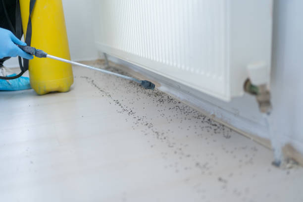 Best Affordable Pest Control Services  in Bellflower, CA