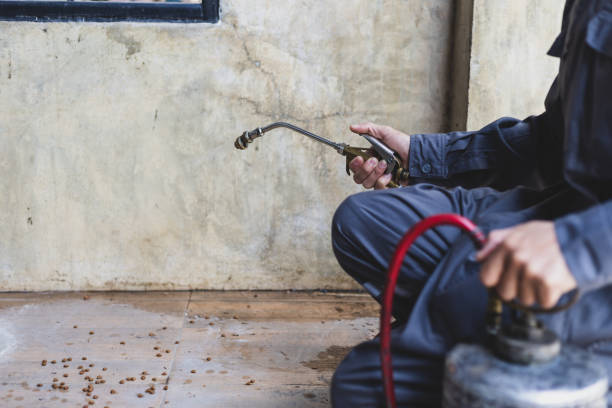 Best Termite Control Services  in Bellflower, CA